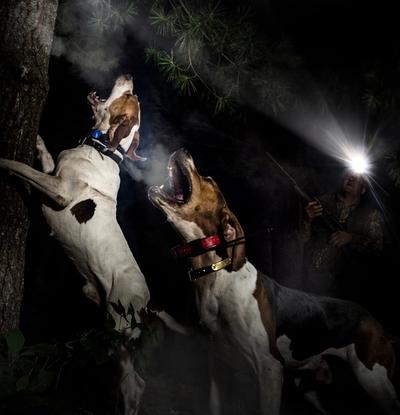 Two coonhounds barking up a tree