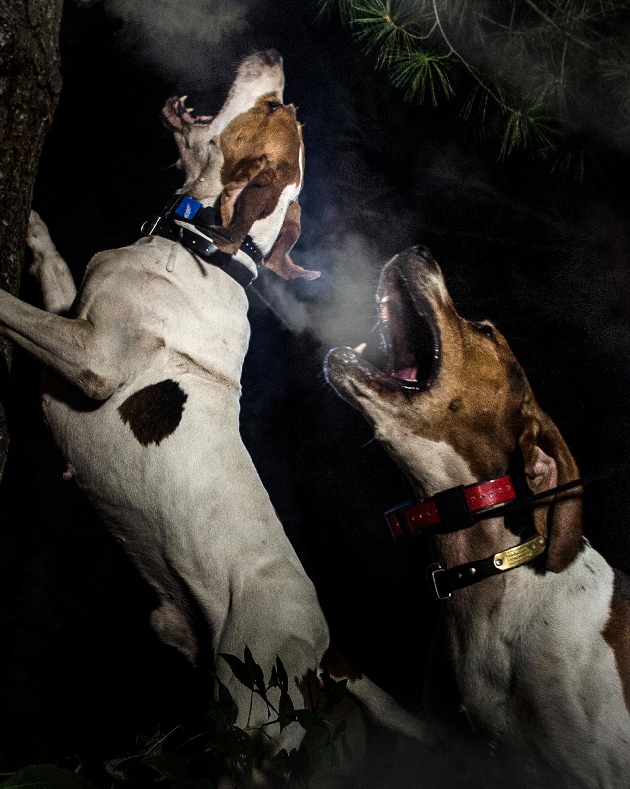 Two hunting hound dogs barking up a tree at night with handler following behind with a headlamp on.