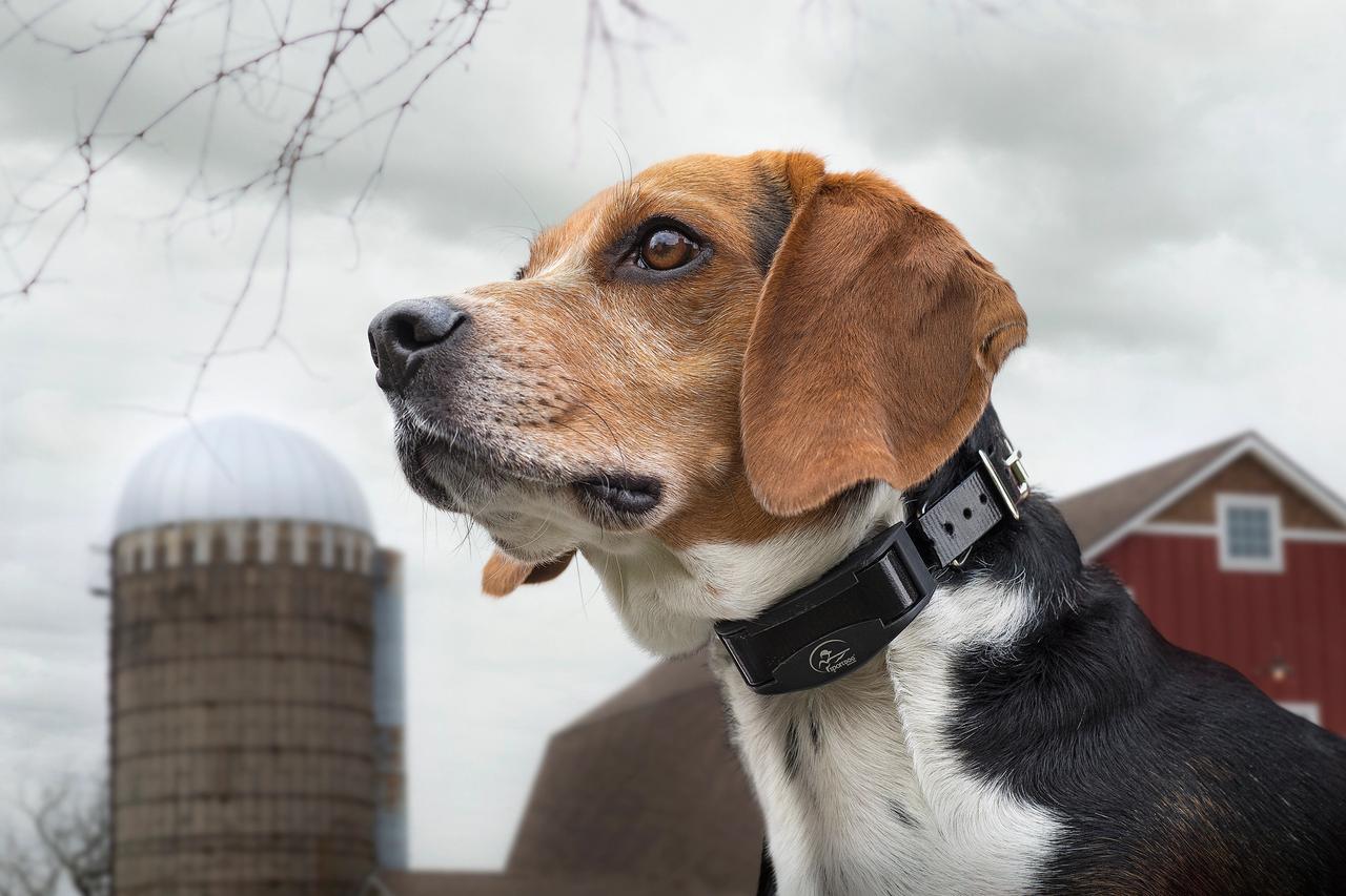 Beagle being quiet while wearing bark collar.