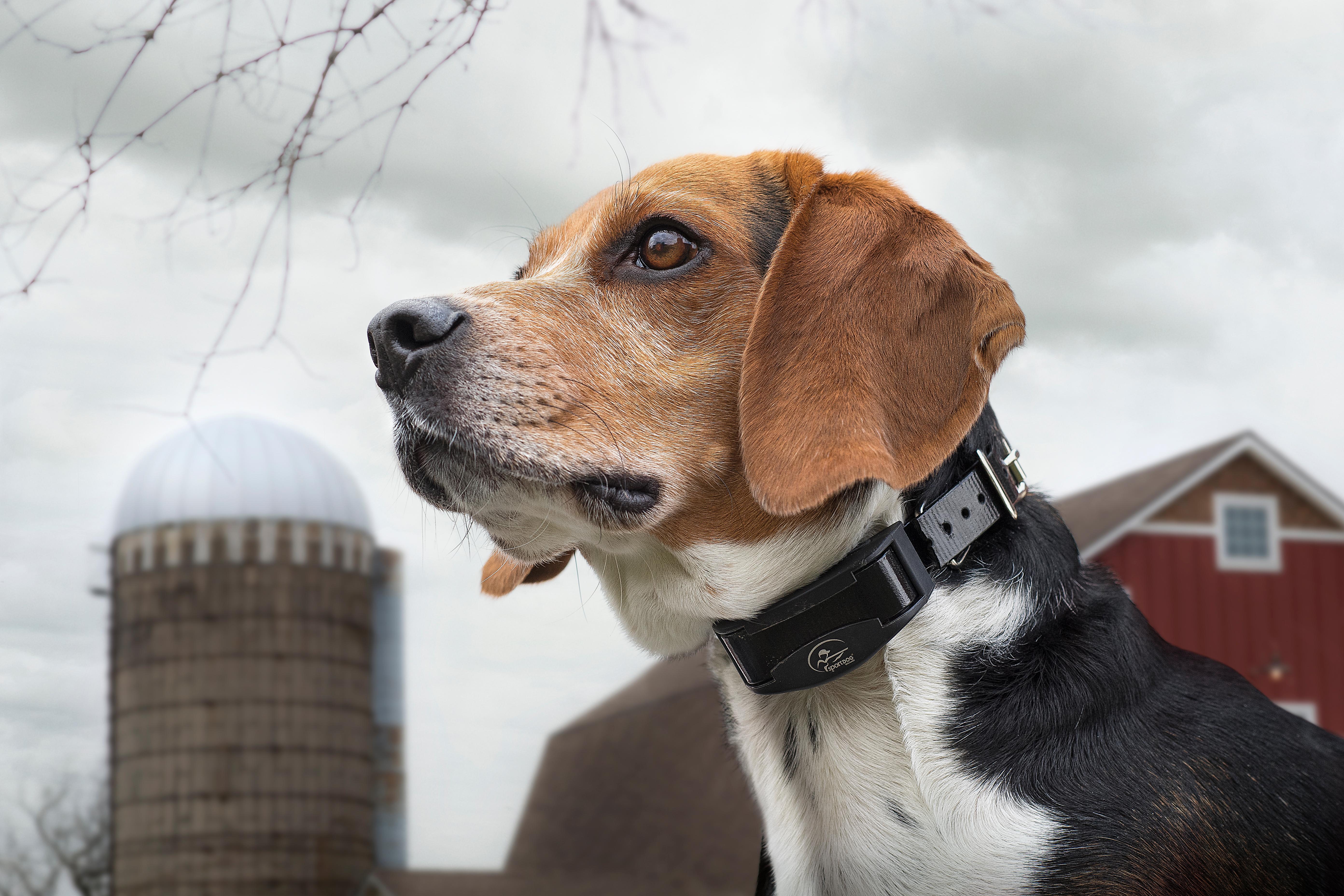 Beagle being quiet with bark collar on. Barn in the background.