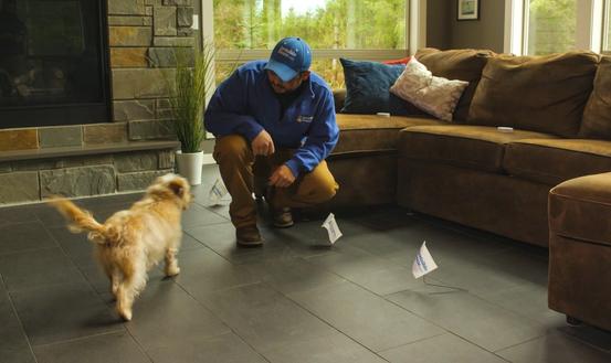 Local Invisible Fence trainer works with small terrier on indoor dog fence