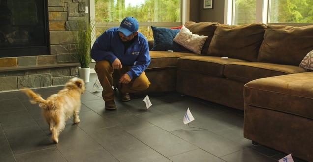 Invisible Fence trainer working with a terrier indoors