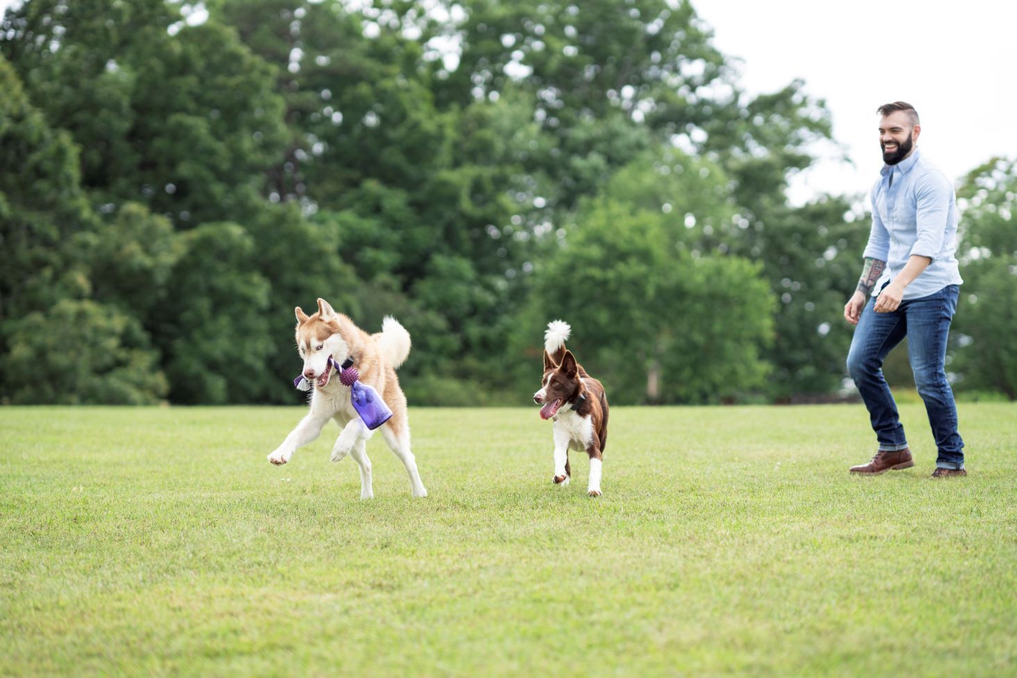 What is the most reliable GPS fence technology for your dog? PetSafe®