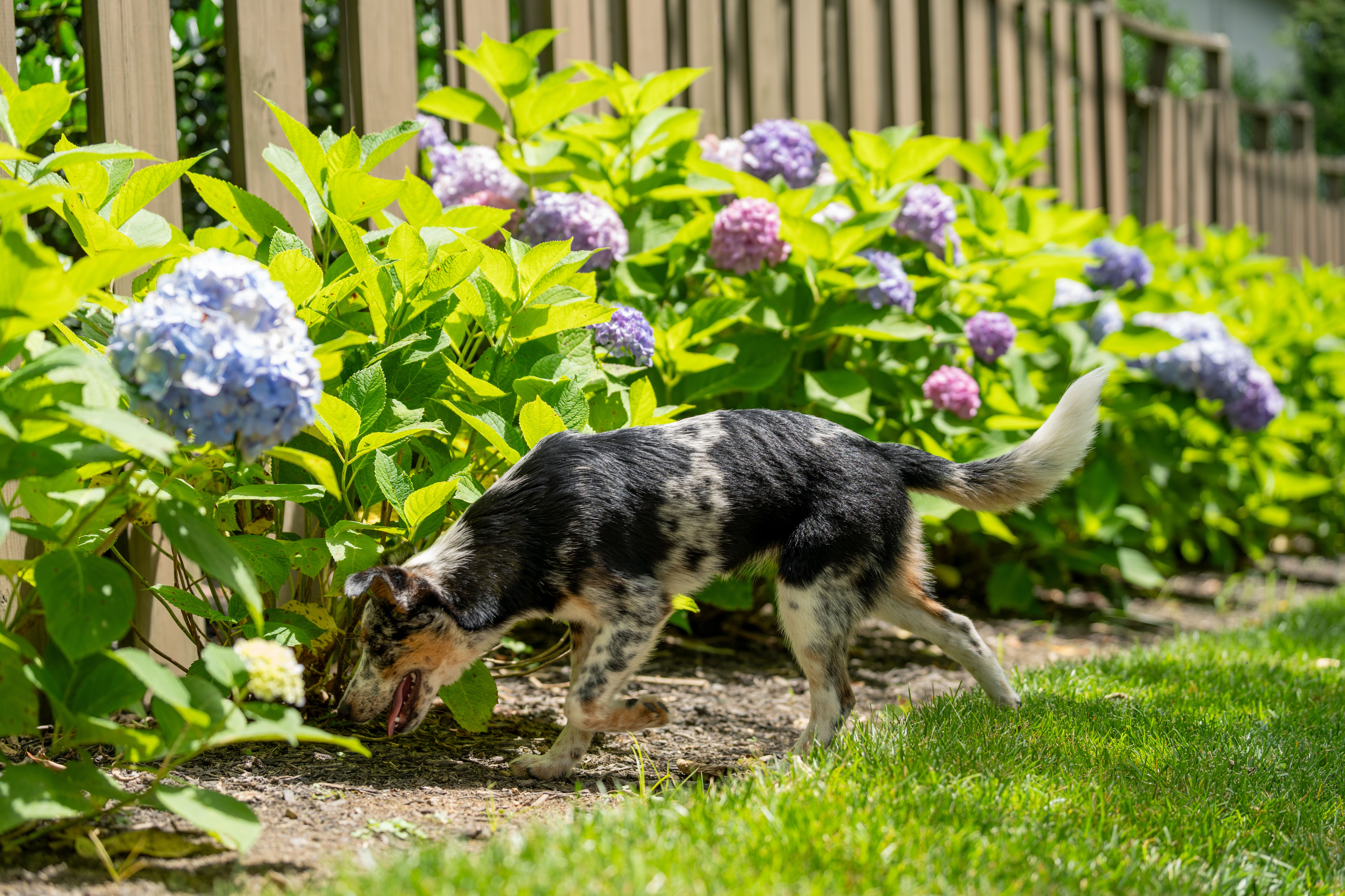 Blue Heeler puppy sniffs plants 