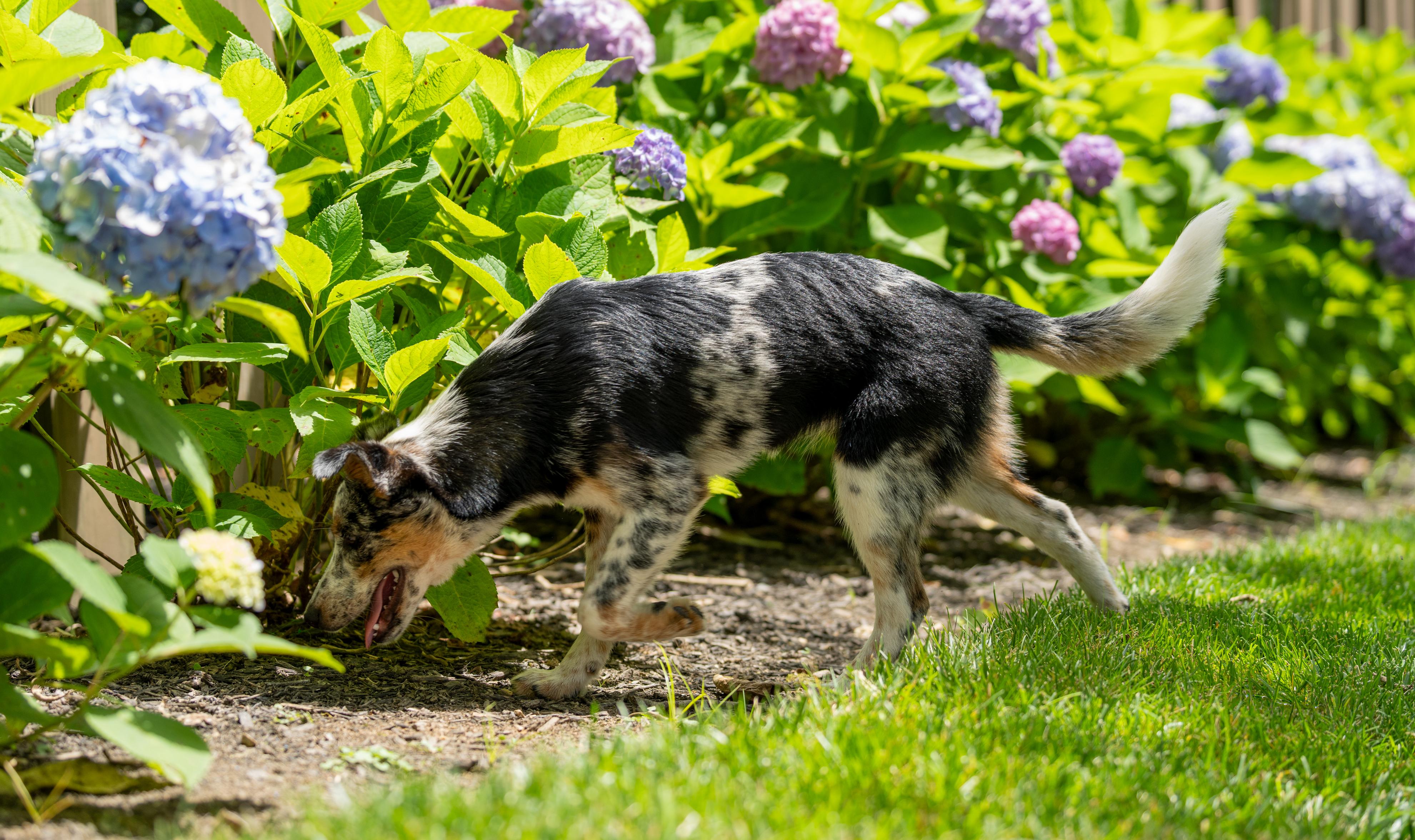 Heeler puppy tries to dig under a wooden fence