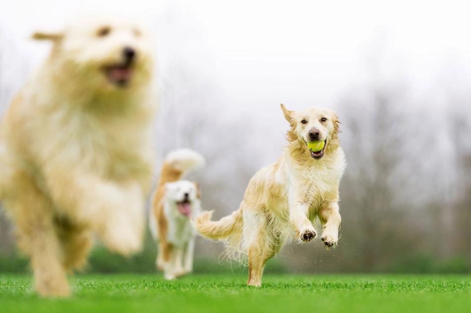 Dogs running free at a dog park