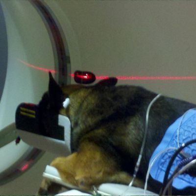 ct scan of injured dog