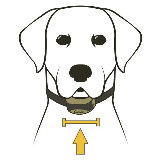 Cabela's Gun Dog GS-4100/8100_Center Collar Receiver On Dog