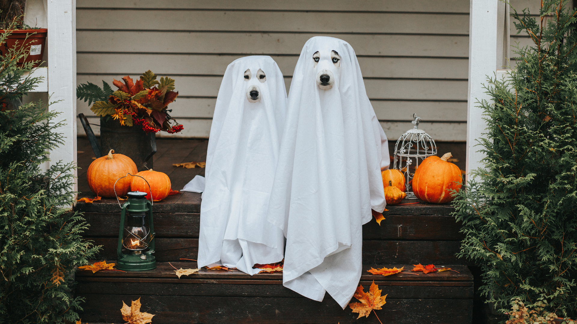 Two white dogs sitting on their front porch dressed up like ghosts for Halloween.