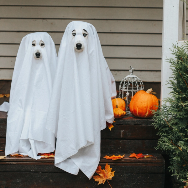 Two dogs sitting on front porch wearing ghost costumes at Halloween