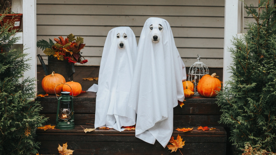 Two dogs sitting on front porch wearing ghost costumes at Halloween