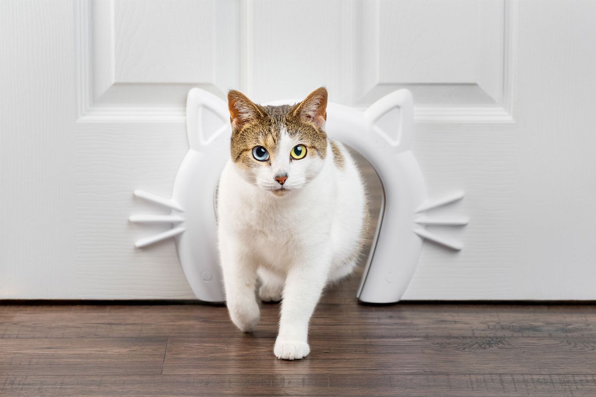 Cat walking through a pet door