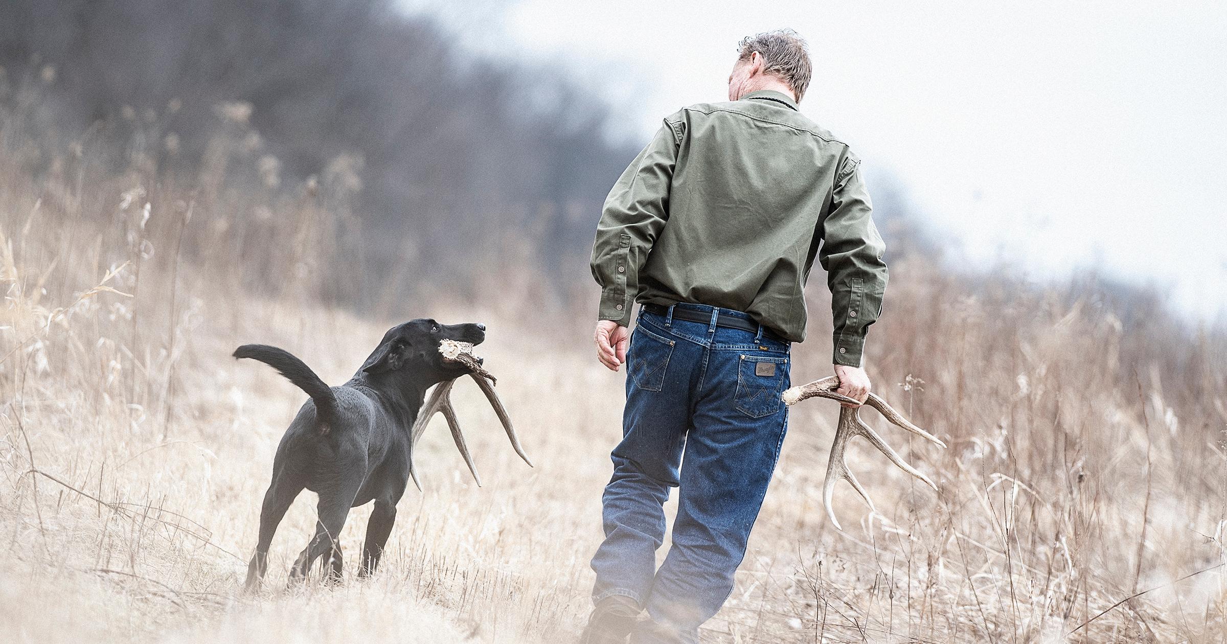 Black lab with deer antler in mouth walking next to man also holding deer antler