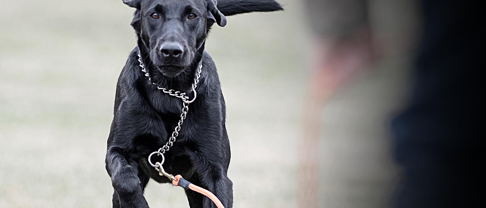 Black lab wearing training chain attached to a check cord running toward a trainer
