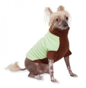 Hairless dogs always need coats in the winter!