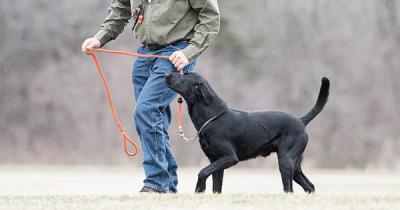 A black lab walking at heel by his handler holding the leash
