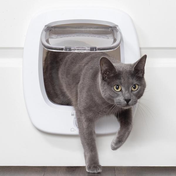Cat entering through Big Cat Door
