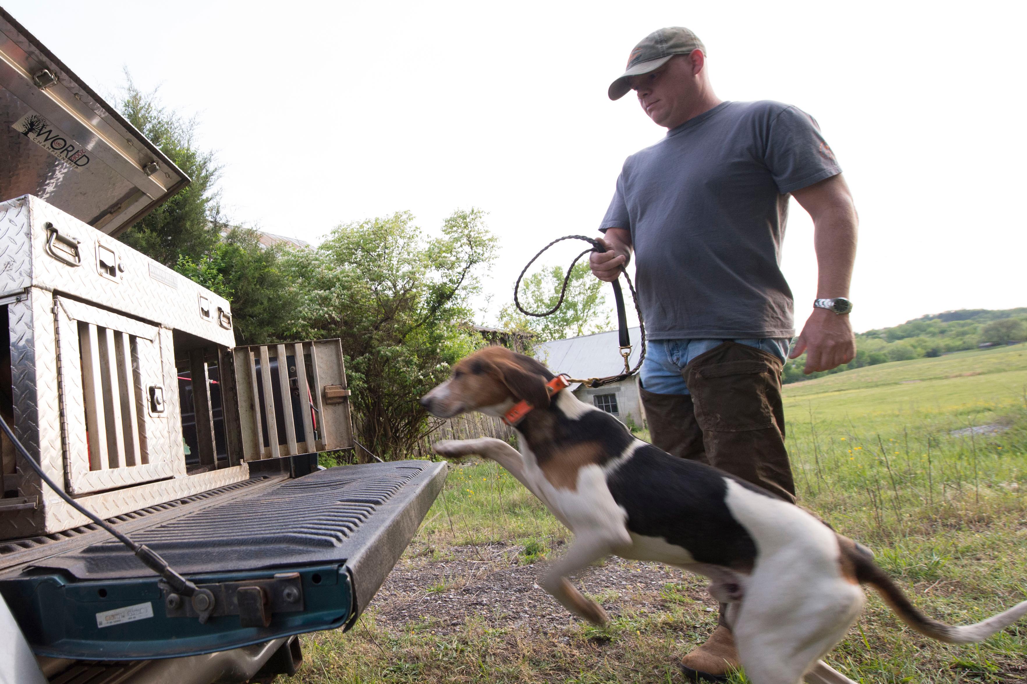 Young hound dog jumping on to the tailgate of a truck and in to a dog box. Handler standing behind him.