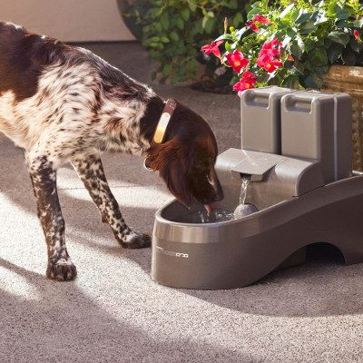 summer hydration for dogs