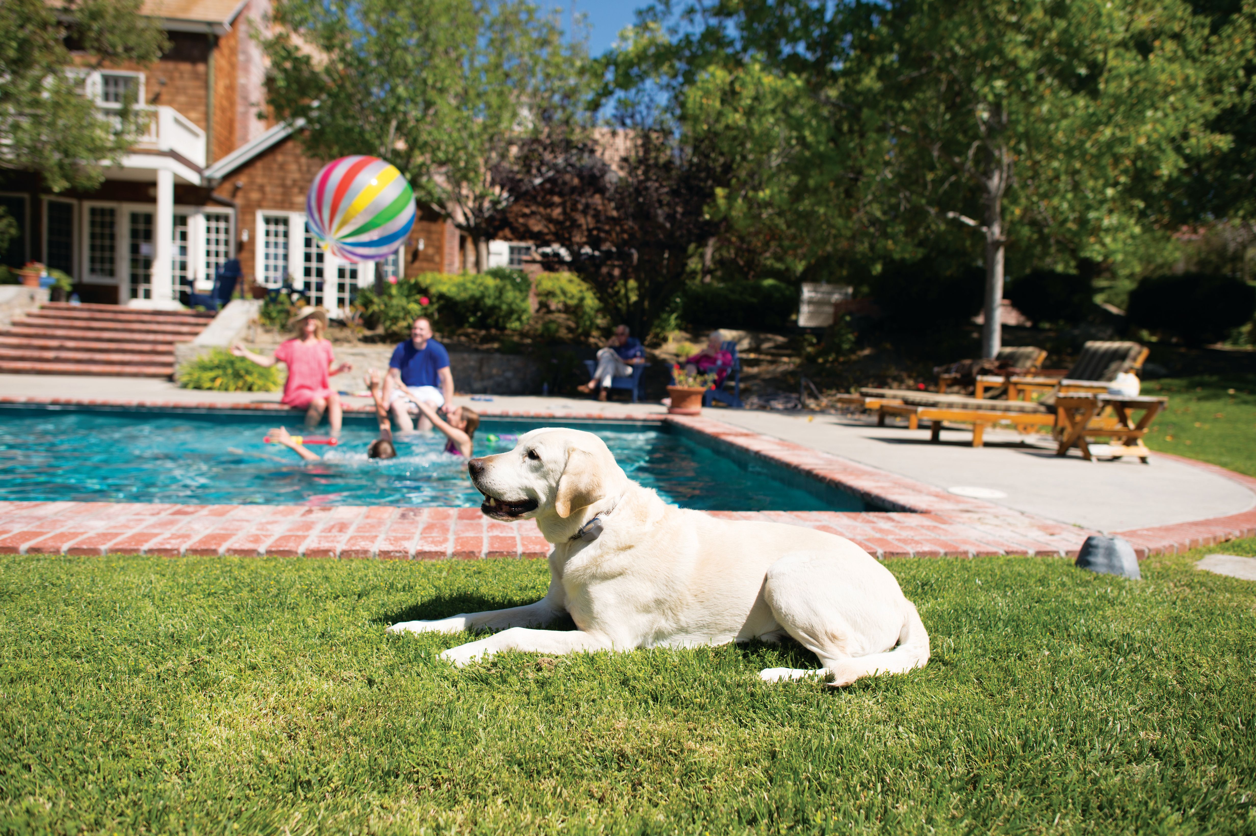 backyard pool protected by outdoor shields plus with dog staying at safe distance
