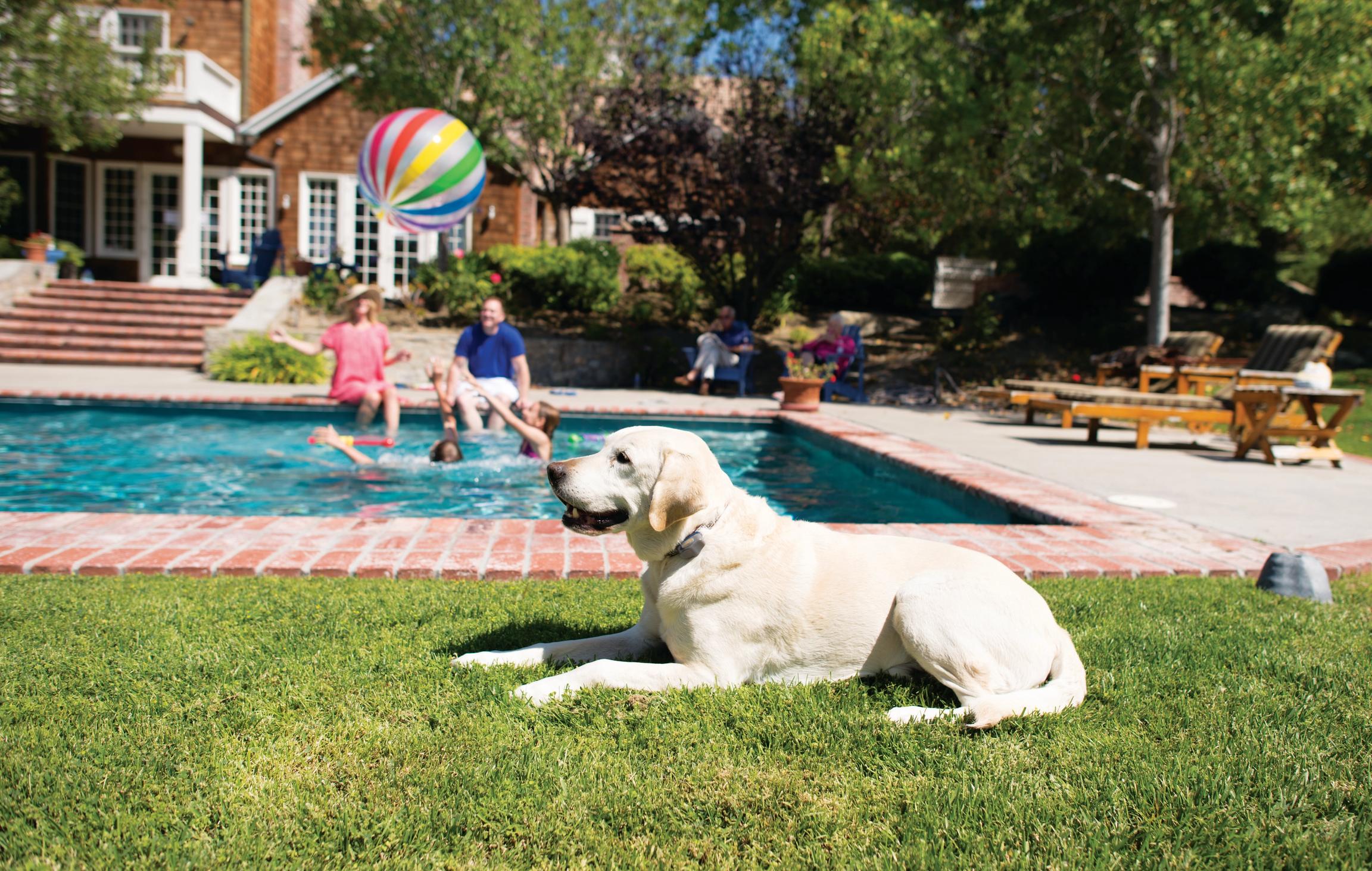 backyard pool protected by outdoor shields plus with dog staying at safe distance