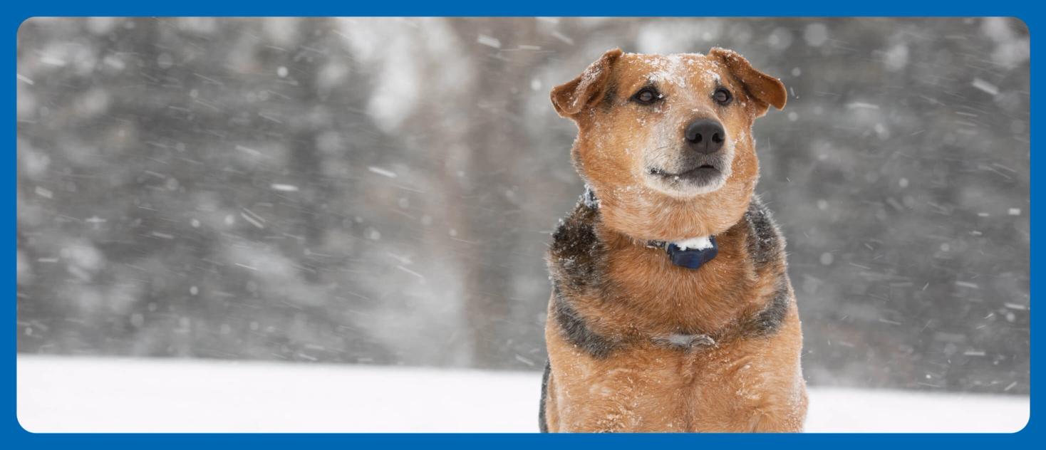 dog sitting in the snow wearing a Invisible Fence® Collar