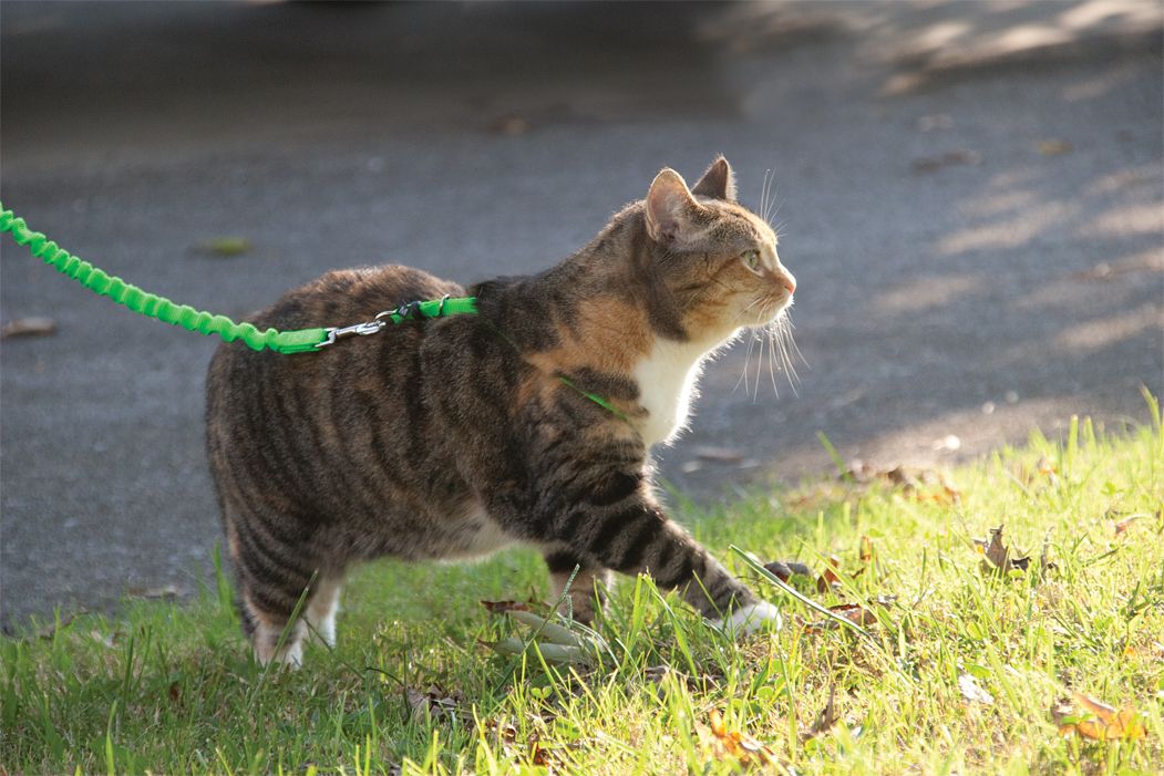 fat cat on harness