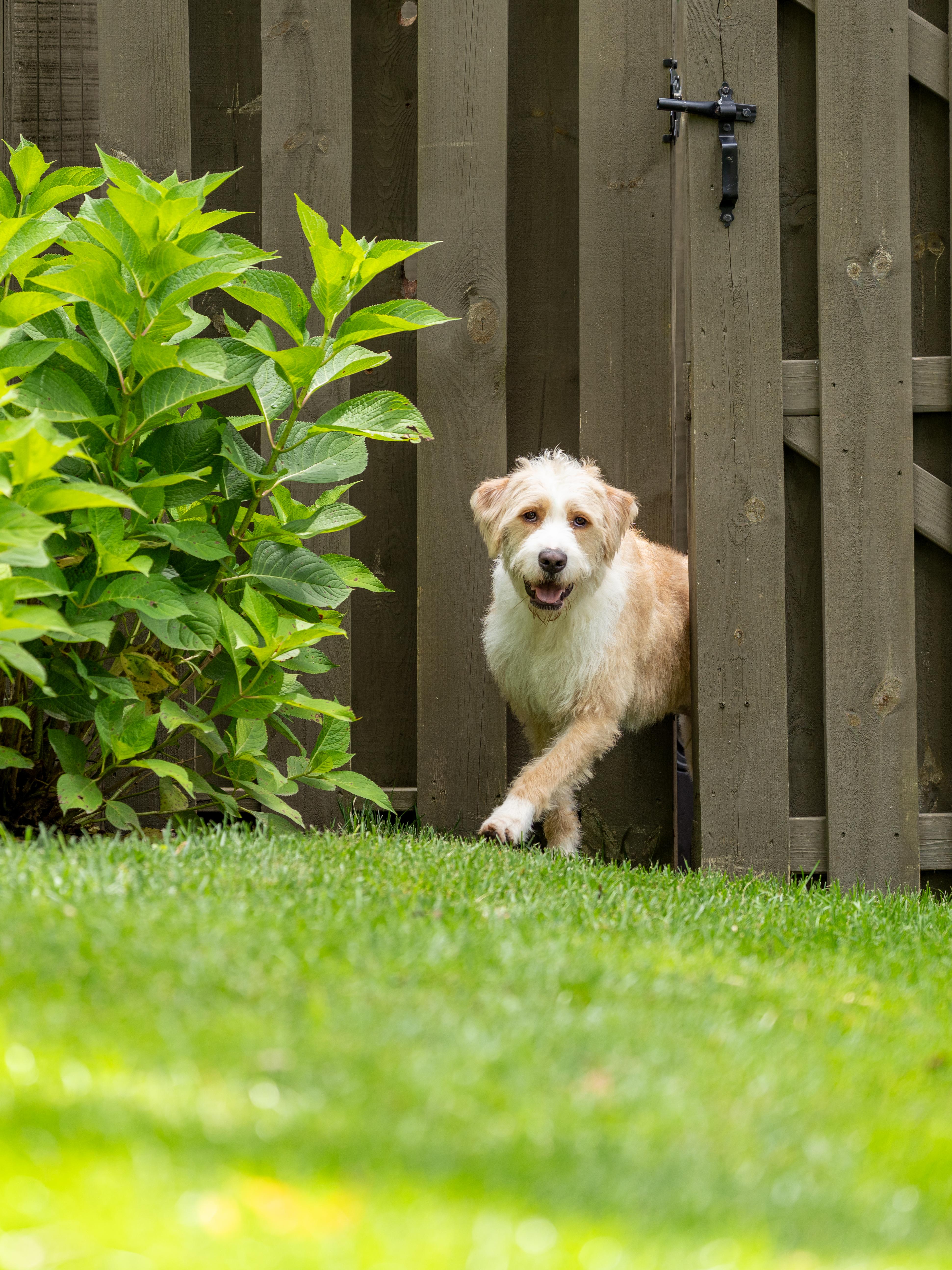 Mixed Breed dog escaping through open fence gate