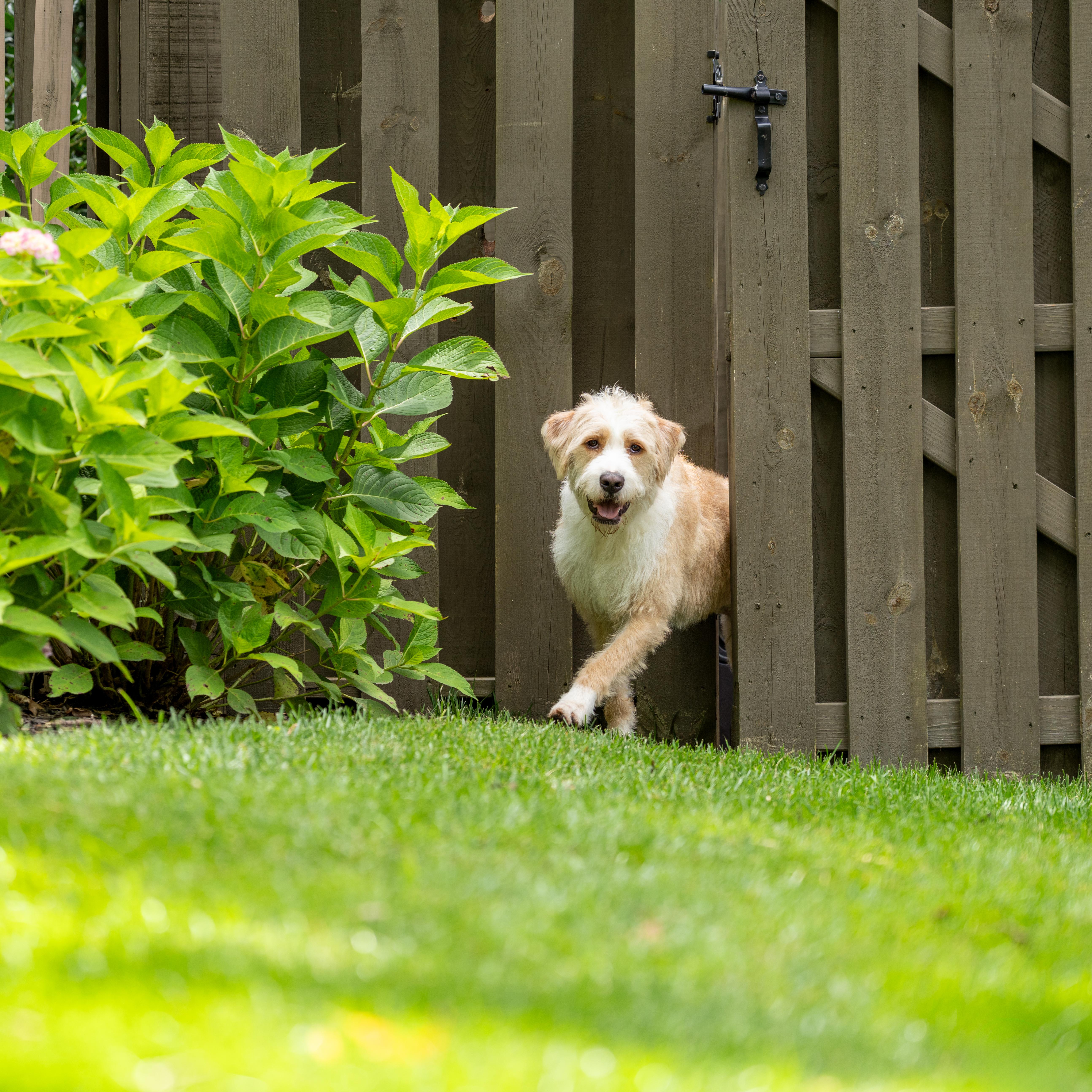 Mixed Breed dog escaping through open fence gate