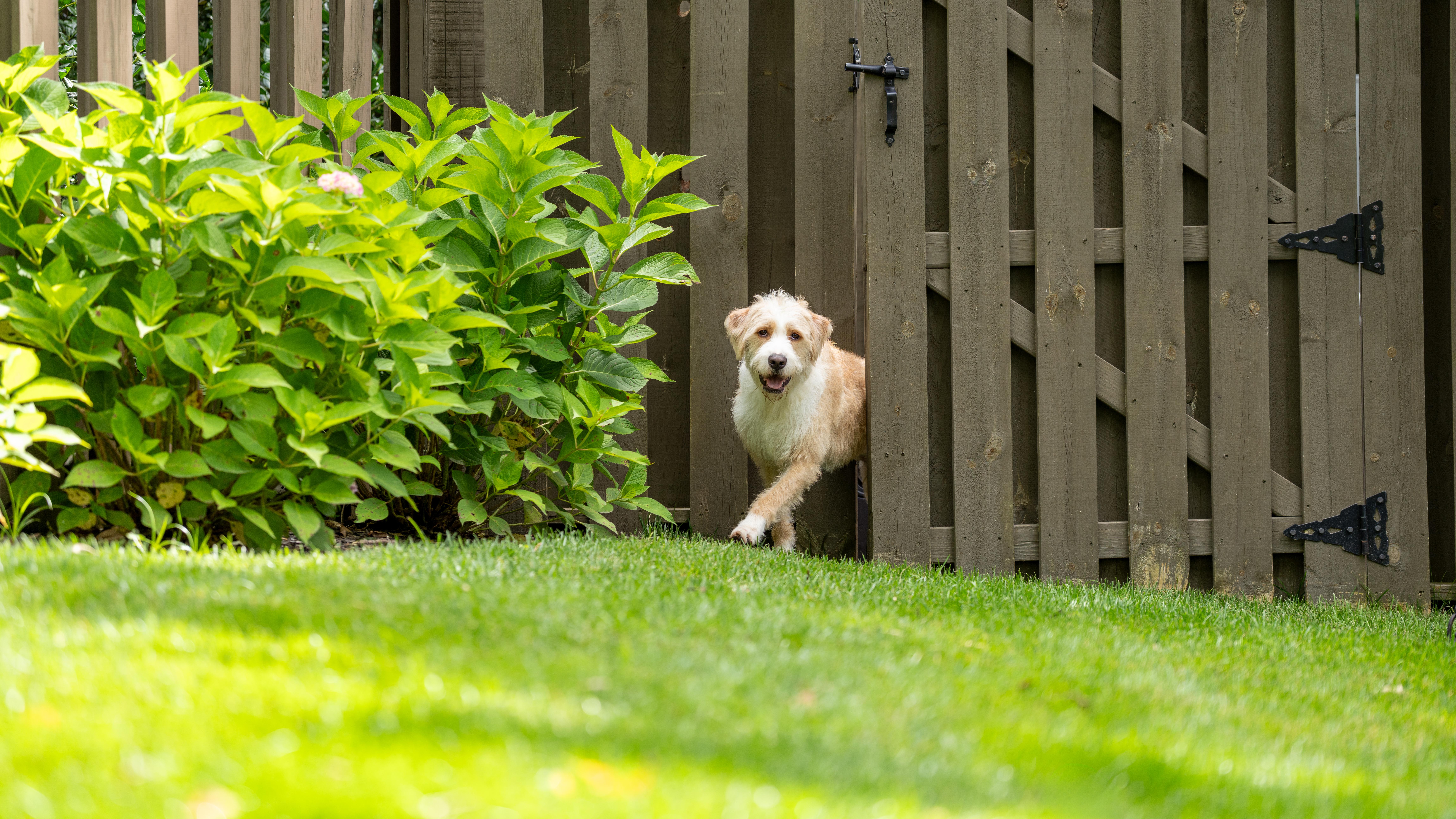 Mixed Breed dog escaping through open fence gate