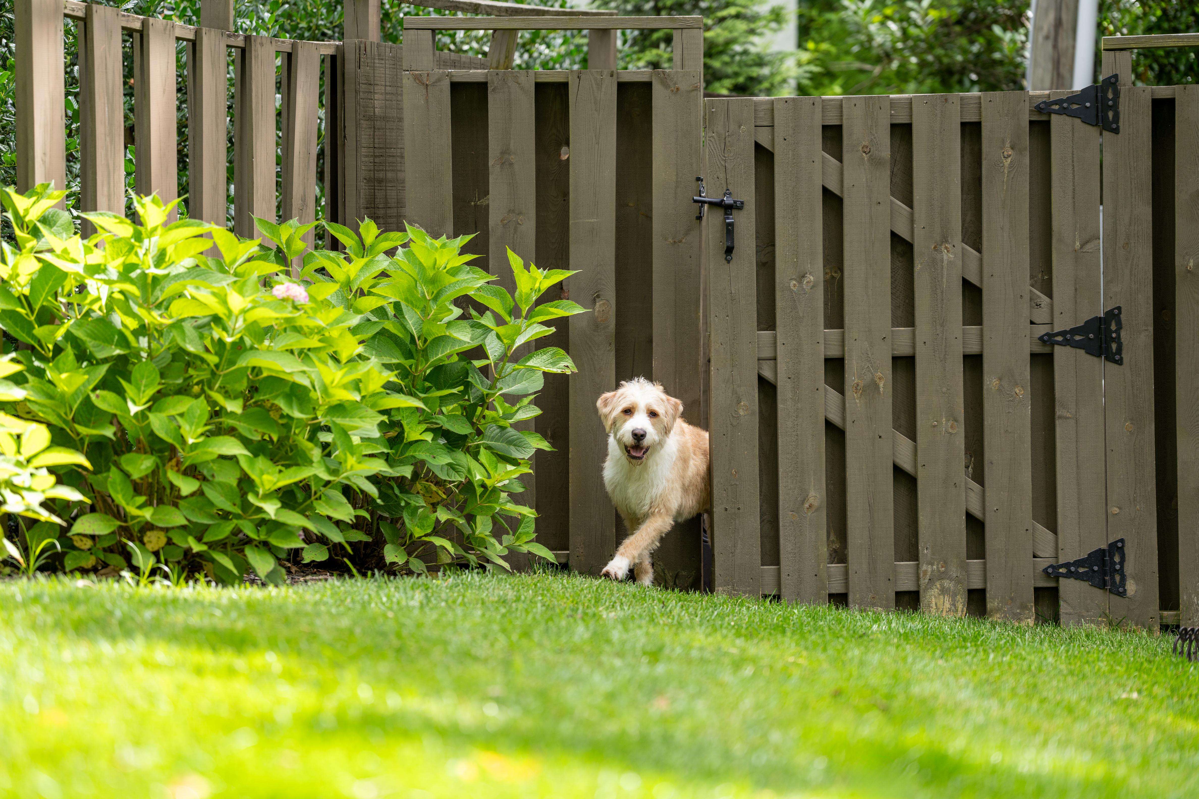 Mixed Breed dog escaping through open fence gate