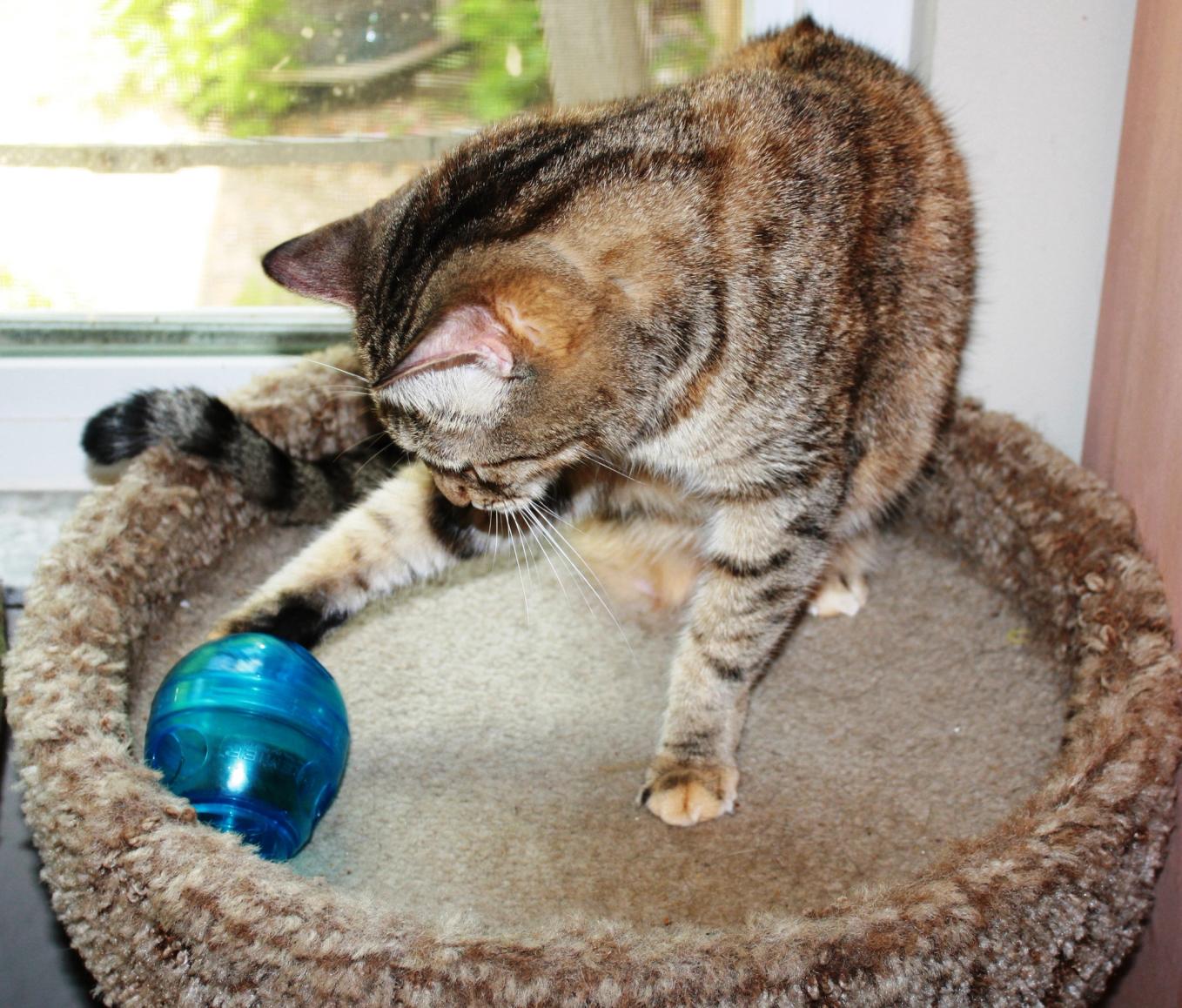 cat toys that dispense treats