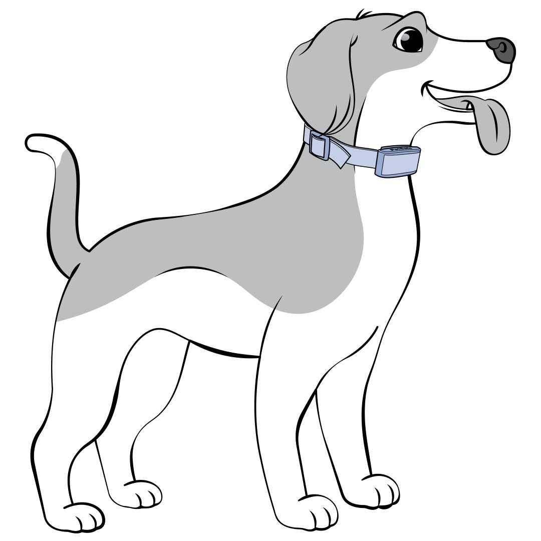 Place Collar On Dog While Standing