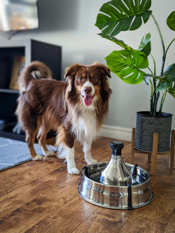 Brown and white collie/aussie mix standing in a home next to a PetSafe Stainless Multi-Pet Fountain.