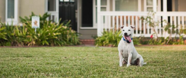 Happy dog with tongue out in front of house wearing an Invisible Fence® Collar.