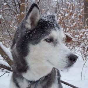 7 Winter Weather Pet Care Tips