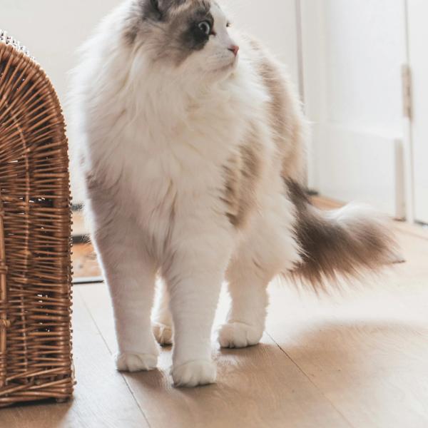 Norwegian Forest Cat