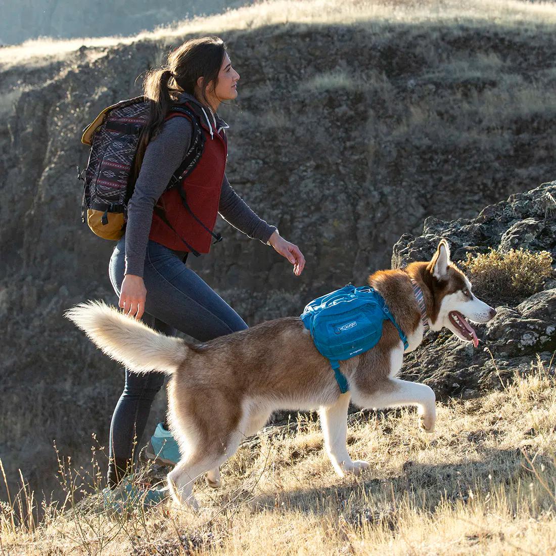 Lincoln The Labrador