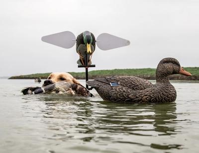 Yellow lab swimming with duck in its mouth next to decoys