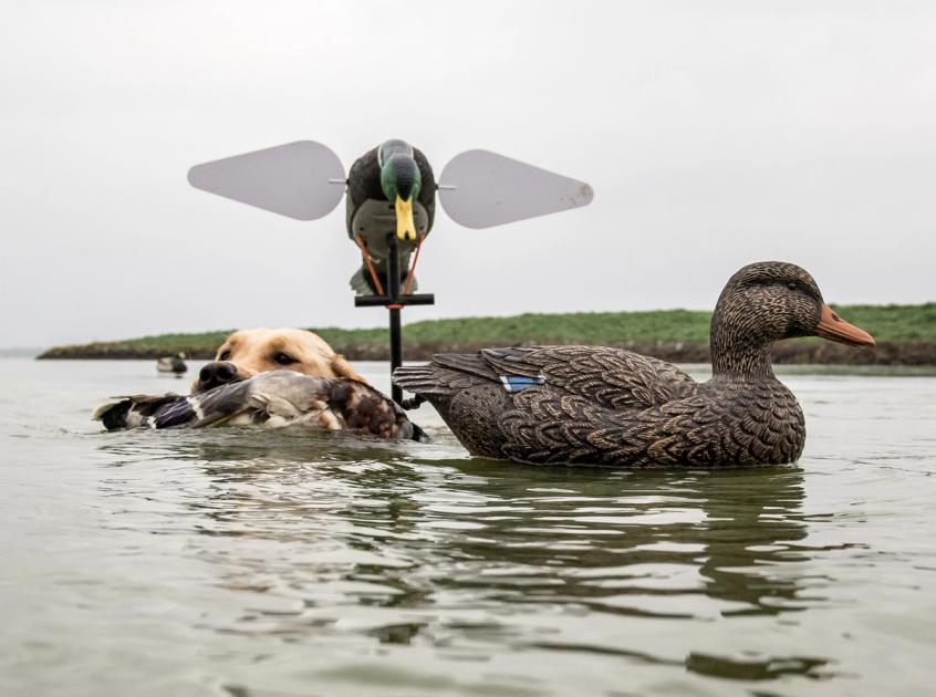 Don't Forget to Introduce Your Duck Dog to Decoys
