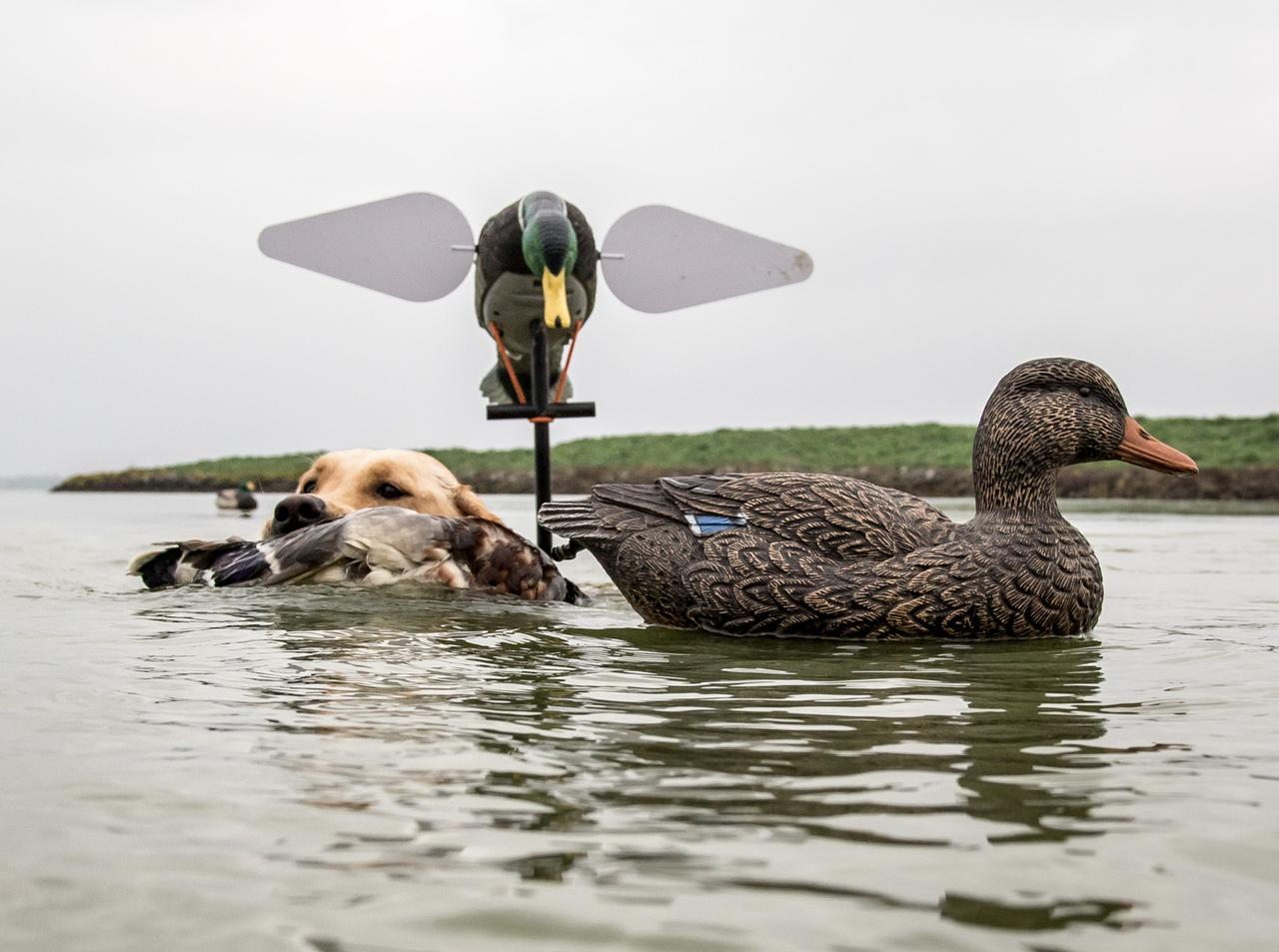 Yellow lab swimming next to two duck decoys returning from a retrieve