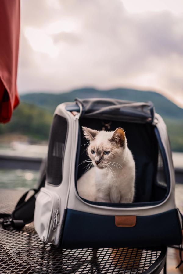 Young white cat sitting in the PetSafe Happy Ride Backpack Pet Carrier with her head popping out of the backpack zippable window. 