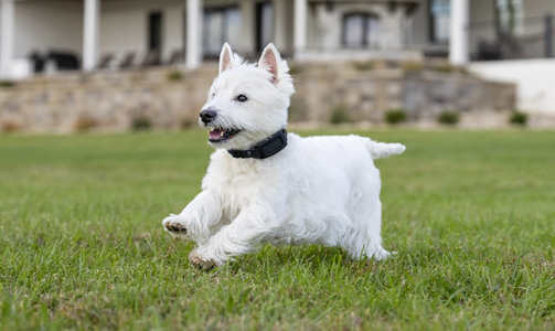 dog wearing gps collar