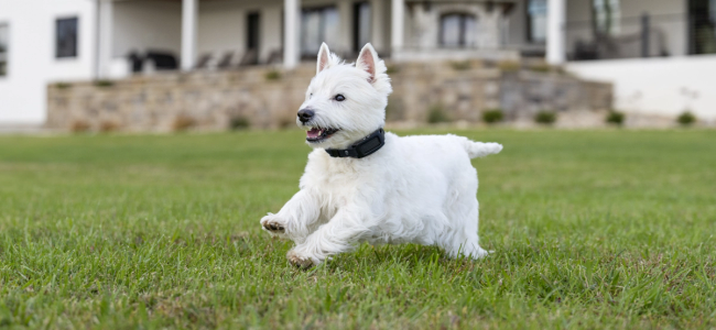 Small white dog running in yard, wearing Guardian GPS collar