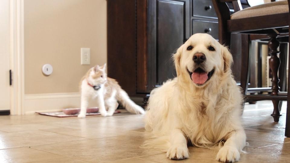 golden retriever staying away from cat food bowl because of indoor dog fence by invisible fence