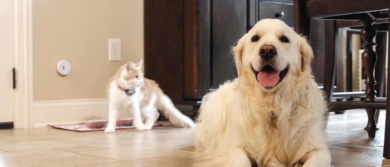 dog and cat in kitchen with invisible fence shield