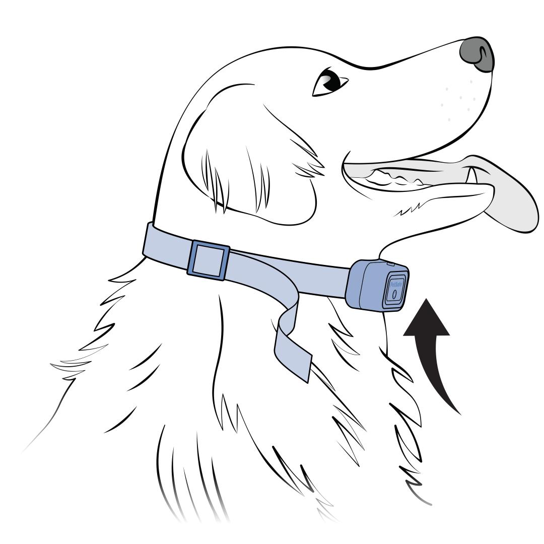 Place Collar Under Dogs Neck