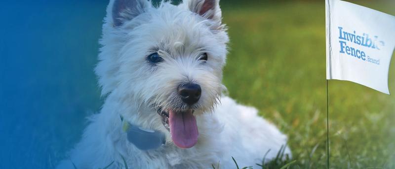 Happy dog lying in ground with ground flag.
