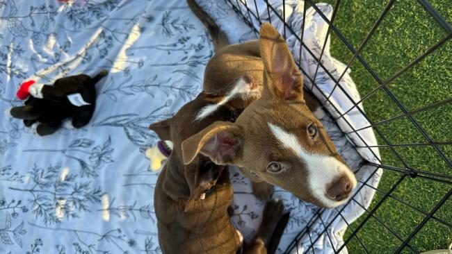 Adoptable dogs outdoors at a rescue adoption event