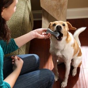 Give your dogs an indigo dental treat from PetSafe!